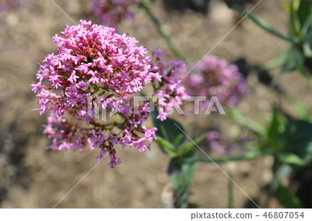 Red valerian 46807054