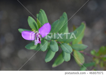 Myrtle-leaf milkwort 46807071