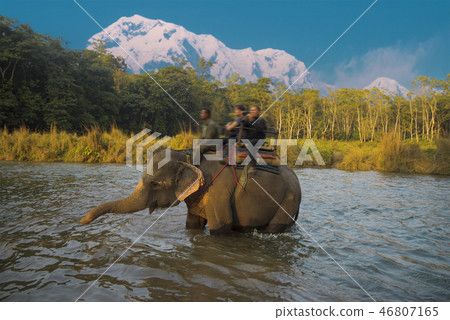 elephants in Chitwan elephants in Chitwan 46807165