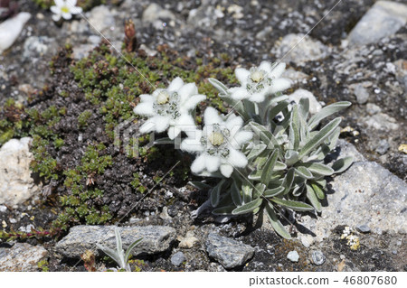 Edelweiss (Leontopodium nivale) in the mountains Edelweiss (Leontopodium nivale) in the mountains 46807680