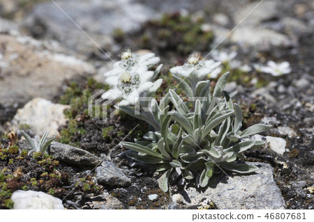 Edelweiss (Leontopodium nivale) in the mountains 46807681