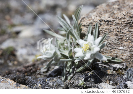 Edelweiss (Leontopodium nivale) in the mountains 46807682