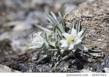Edelweiss (Leontopodium nivale) in the mountains 46807683