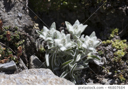 Edelweiss (Leontopodium nivale) in the mountains 46807684