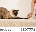 A cute Tai Siamese cat being fun to play black hair Tie 46807772