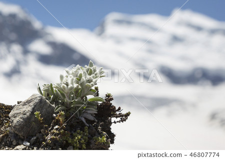 Edelweiss in the mountains of Switzerland Edelweiss in the mountains of Switzerland 46807774
