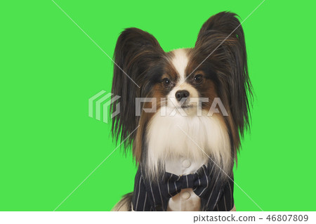Beautiful dog Papillon in business suit with bow tie on green background 46807809