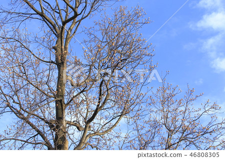 Lilywood (Hantenbok) with many fruits 46808305