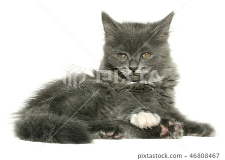 kitten kitten 46808467