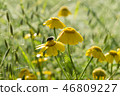 a cockchafer sits on a dandelion at sunrise 46809227