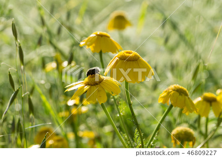 a cockchafer sits on a dandelion at sunrise a cockchafer sits on a dandelion at sunrise 46809227