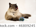 Cute Siamese cat yawning near mouse toy, showing his teeth and tongue 46809245
