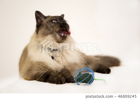 Cute Siamese cat yawning near mouse toy, showing his teeth and tongue Cute Siamese cat yawning near mouse toy, showing his teeth and tongue 46809245
