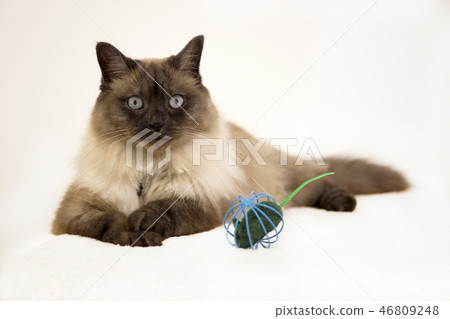 Siamese cat playing with the mouse inside metal cage on the white background Siamese cat playing with the mouse inside metal cage on the white background 46809248