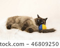 Playful Siamese kitten laying on a blue and yellow ball playing 46809250