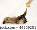 Side view of a young Siamese cat swatting at a toy ball, on white 46809251