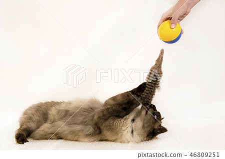 Side view of a young Siamese cat swatting at a toy ball, on white Side view of a young Siamese cat swatting at a toy ball, on white 46809251