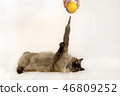 A siamese kitten plays with a yellow and blue ball toy on a white background 46809252