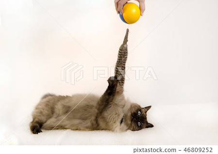A siamese kitten plays with a yellow and blue ball toy on a white background A siamese kitten plays with a yellow and blue ball toy on a white background 46809252