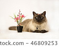 Cute playful blue-eyed Siamese cat with a butterfly on his forehead next to potted spring flowers. 46809253