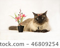 Cute playful blue eyed siamese kitten next to potted spring flowers. Adopt a pet, concept. 46809254