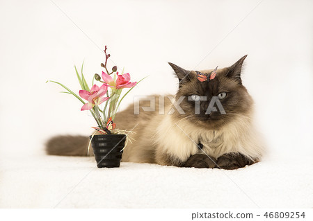 Cute playful blue eyed siamese kitten next to potted spring flowers. Adopt a pet, concept. Cute playful blue eyed siamese kitten next to potted spring flowers. Adopt a pet, concept. 46809254