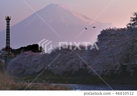 [靜岡縣]櫻花和山。 46810512
