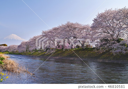 [靜岡縣]櫻花和山。 46810581