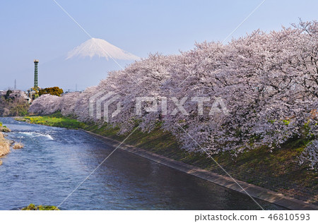 [Shizuoka Prefecture] Sakura and Mt. 46810593