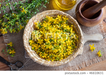 St. John's wort flowers in a wicker basket St. John's wort flowers in a wicker basket 46810631