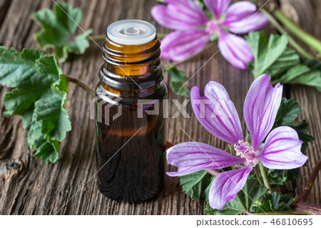 A bottle of mallow essential oil A bottle of mallow essential oil 46810695