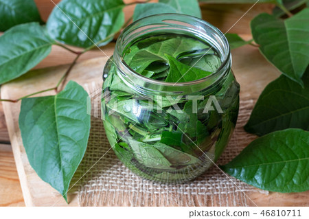 Preparation of japanese knotweed tincture 46810711