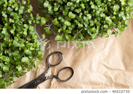 Broccoli and kale microgreens  46810730