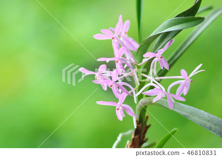 Orchid flower ascofinesia 46810831