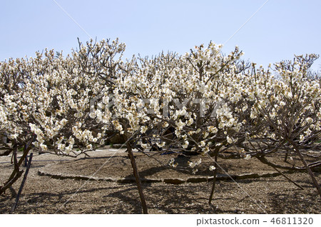 Seizan（愛子）的烏龍梅 46811320