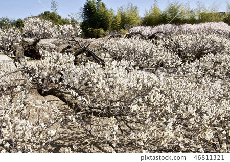 Seizan (Aiko) 's Oolong Plum Seizan (Aiko) 's Oolong Plum 46811321