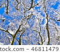 Snow scene 46811479