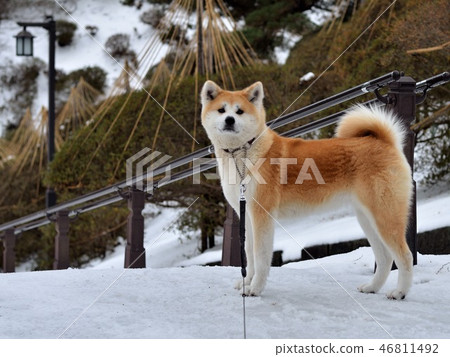 秋田犬雪6 46811492