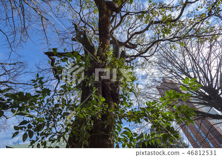 Within Edo-Mei Fudo Prestige 46812531