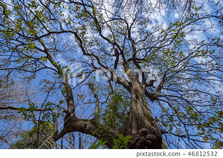 Within Edo-Mei Fudo Prestige 46812532