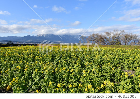 早春油菜花和希拉山脈 46813005