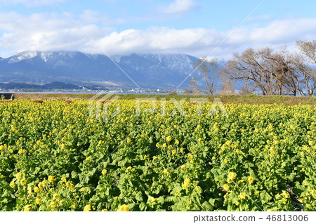 早春油菜花和希拉山脈 早春油菜花和希拉山脈 46813006