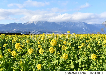 早春油菜花和希拉山脈 早春油菜花和希拉山脈 46813011
