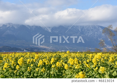 早春油菜花和希拉山脈 早春油菜花和希拉山脈 46813014