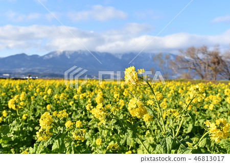 早春油菜花和希拉山脈 早春油菜花和希拉山脈 46813017