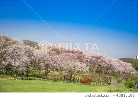 [Negishi Forest Park Somei Yoshino] 46813198