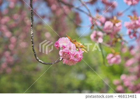 京都按鈕櫻花 京都按鈕櫻花 46813481