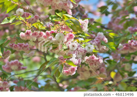 Kyoto button cherry blossom 46813496