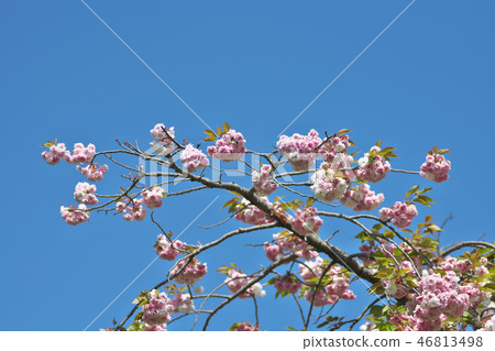 京都按鈕櫻花 46813498