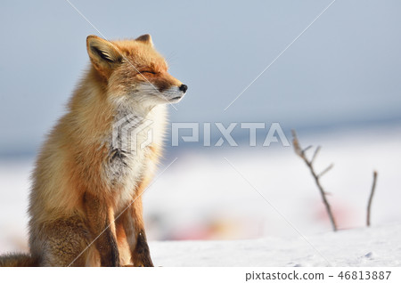 像北狐狸一樣昏昏欲睡(北海道) 像北狐狸一樣昏昏欲睡(北海道) 46813887